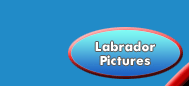 Labrador Pictures is a motion picture production company in Santa Barbara, California